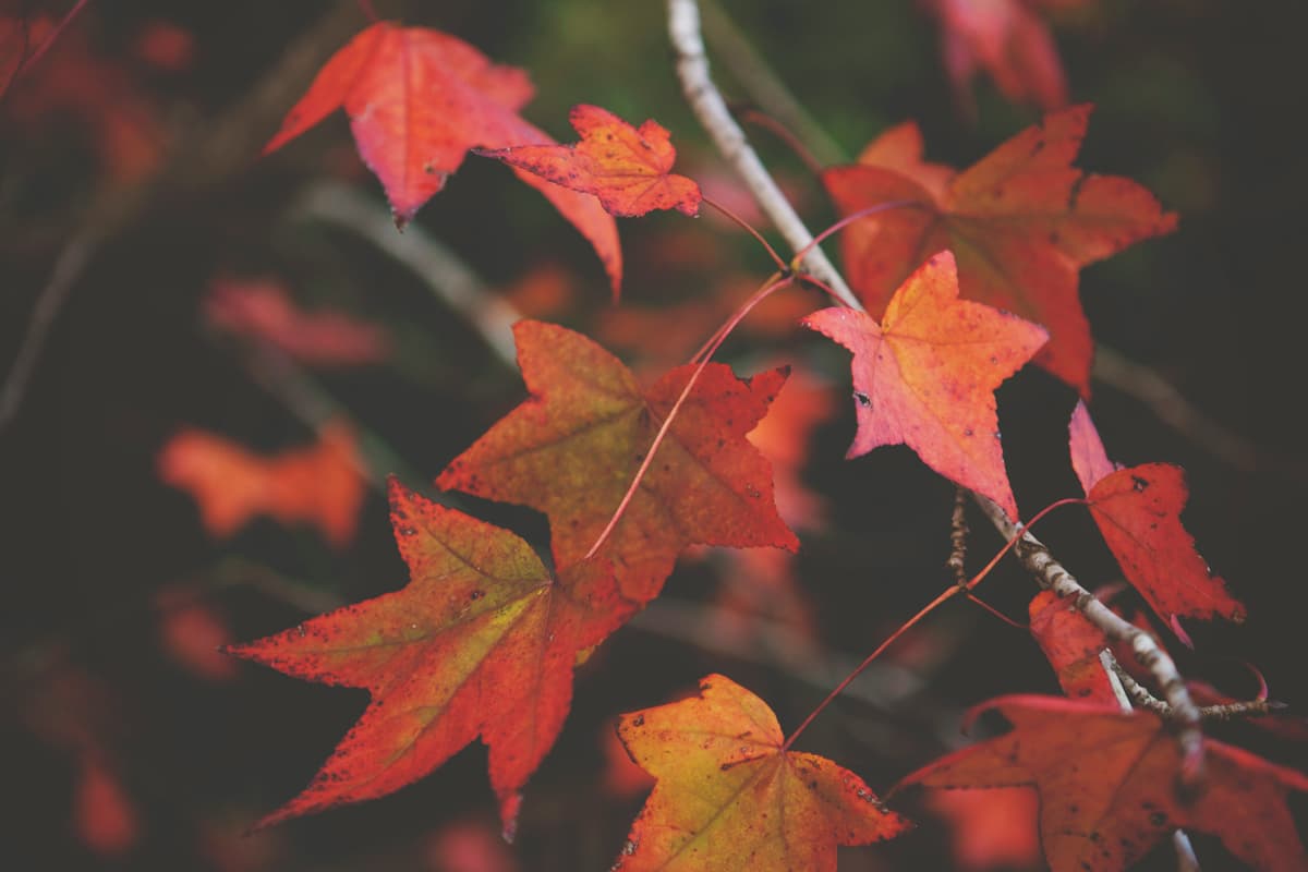 Midlife Anxiety and the Seasons – Why Men Feel It More Deeply