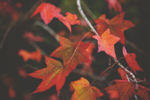 Autumn leaves showing the changing seasons